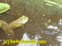 /home//u458753944/public_html/sourcegallery//////Frogs/Bullfrogs 2016-08 Ontario/P8140119.JPG